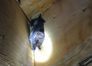 Bat hanging upside down in the corner of an attic