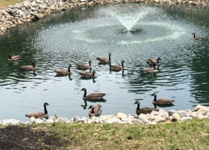 Geese swimming in a pond