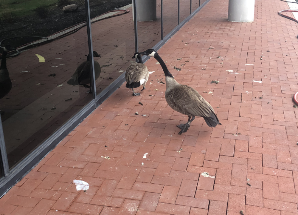 Two geese and their waste on a commercial side-walk