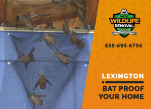bat proofing my lexington home