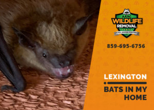 bats in my lexington home
