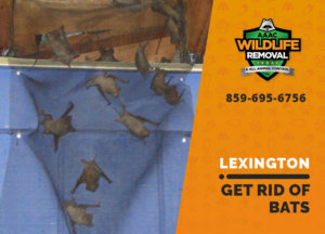 get rid of bats lexington