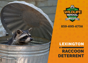 lexington raccoon deterrents