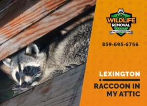 raccoon stuck in attic lexington