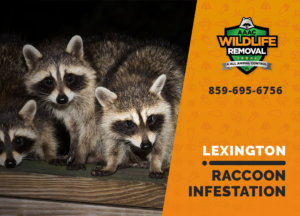 infested by raccoons lexington