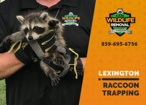 Raccoon removed from an attic