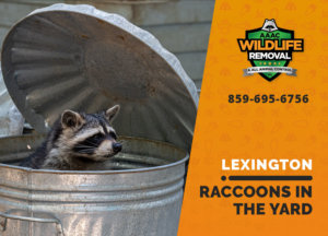 raccoons in my yard lexington