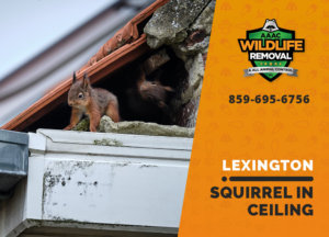 squirrel stuck in ceiling lexington