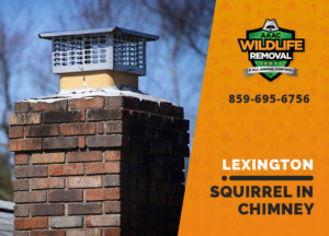 squirrel stuck in chimney lexington