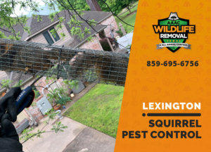 squirrel pest control in lexington