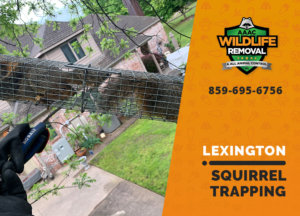 squirrel trapping program lexington