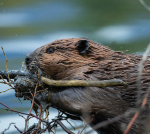 A beaver chewing on a stick