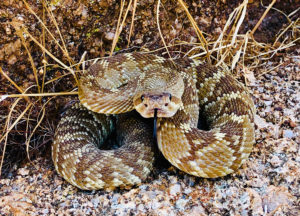 Snake found in a garden in Lexington