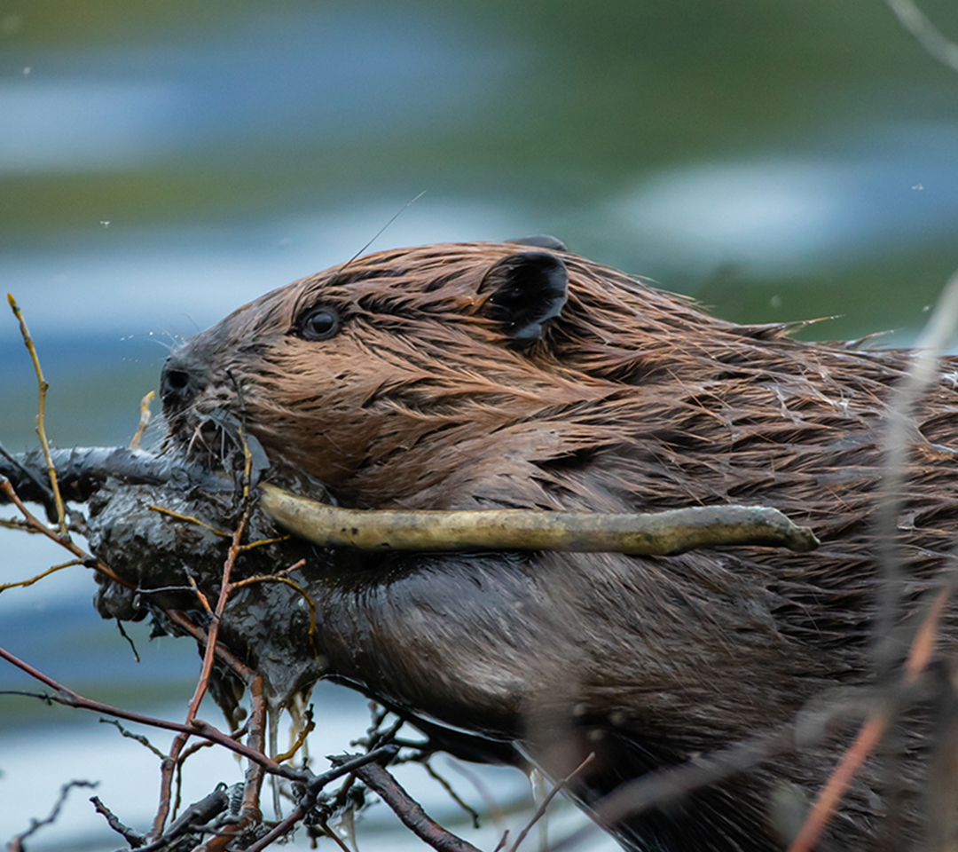 Lexington Chipmunk Removal, Trapping, Control