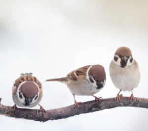 Three birds resting on a tree branch