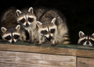Four raccoons in an attic