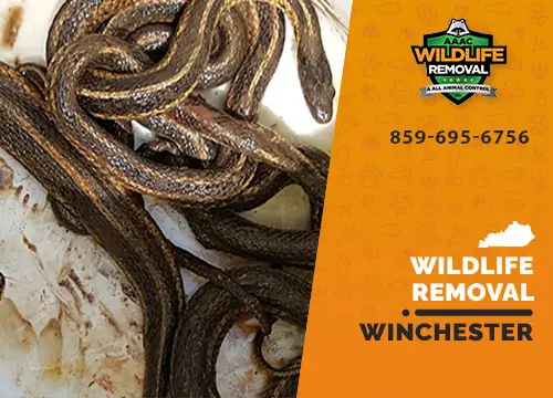 Winchester Wildlife Removal professional removing pest animal
